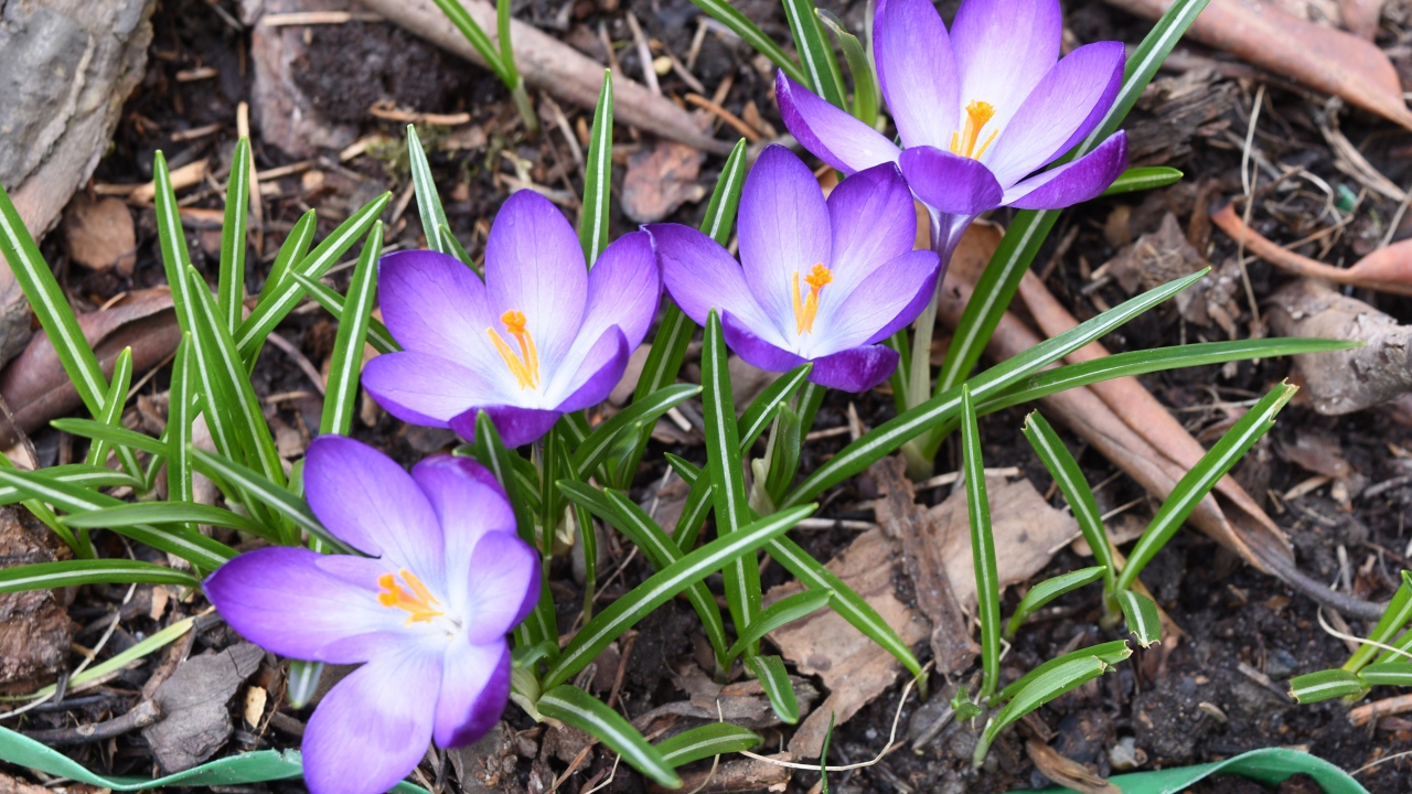Сиреневые крокусы с зелеными листьями на земле