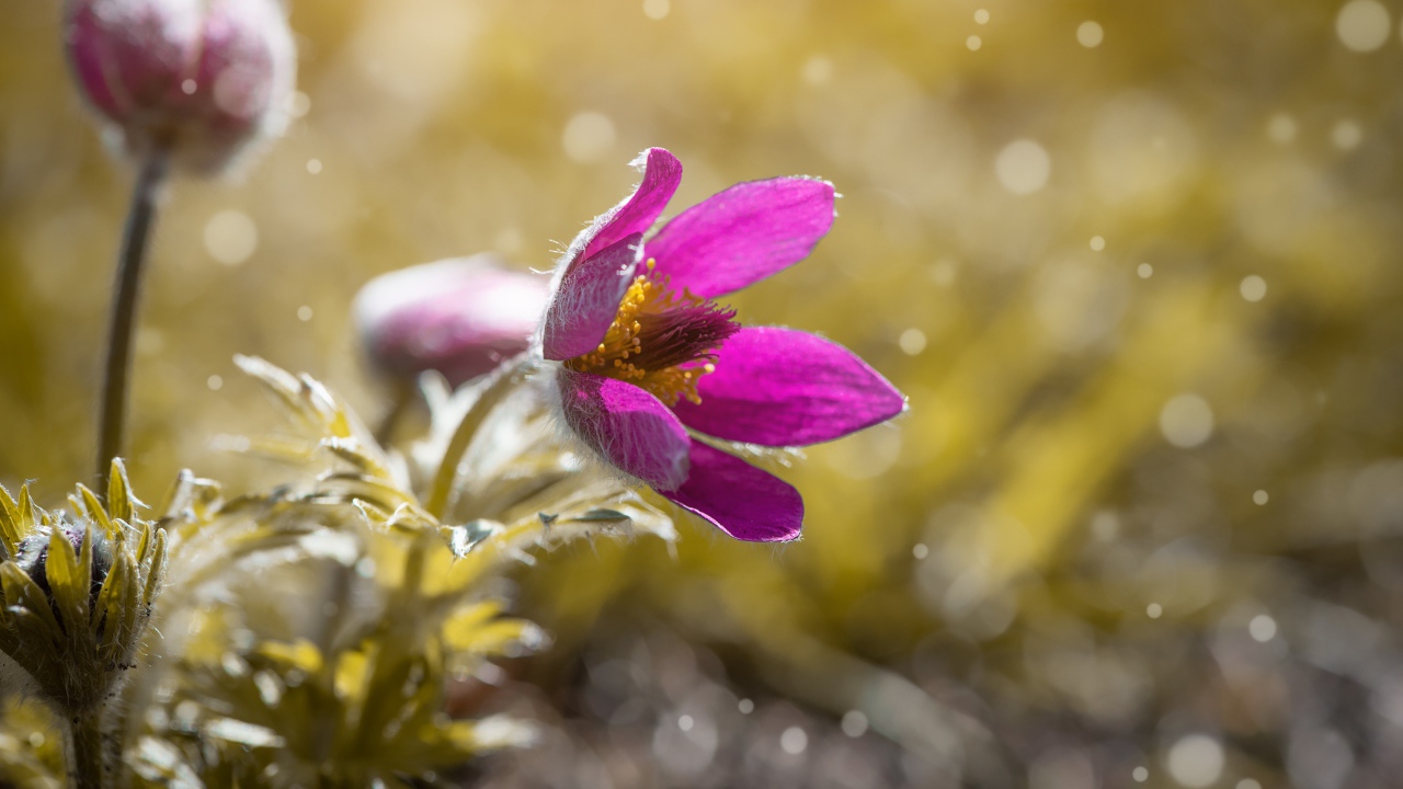 Сиреневый цветок прострела в поле 