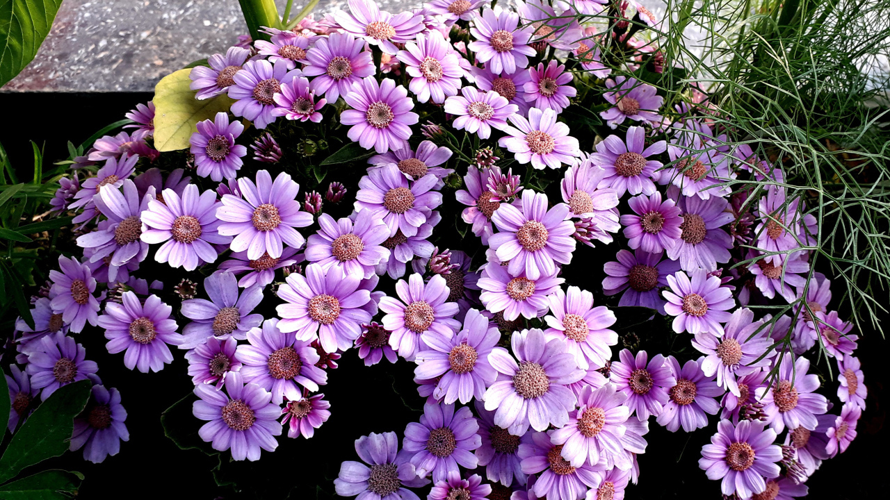 Сиреневые цветы цинерария в кашпо 