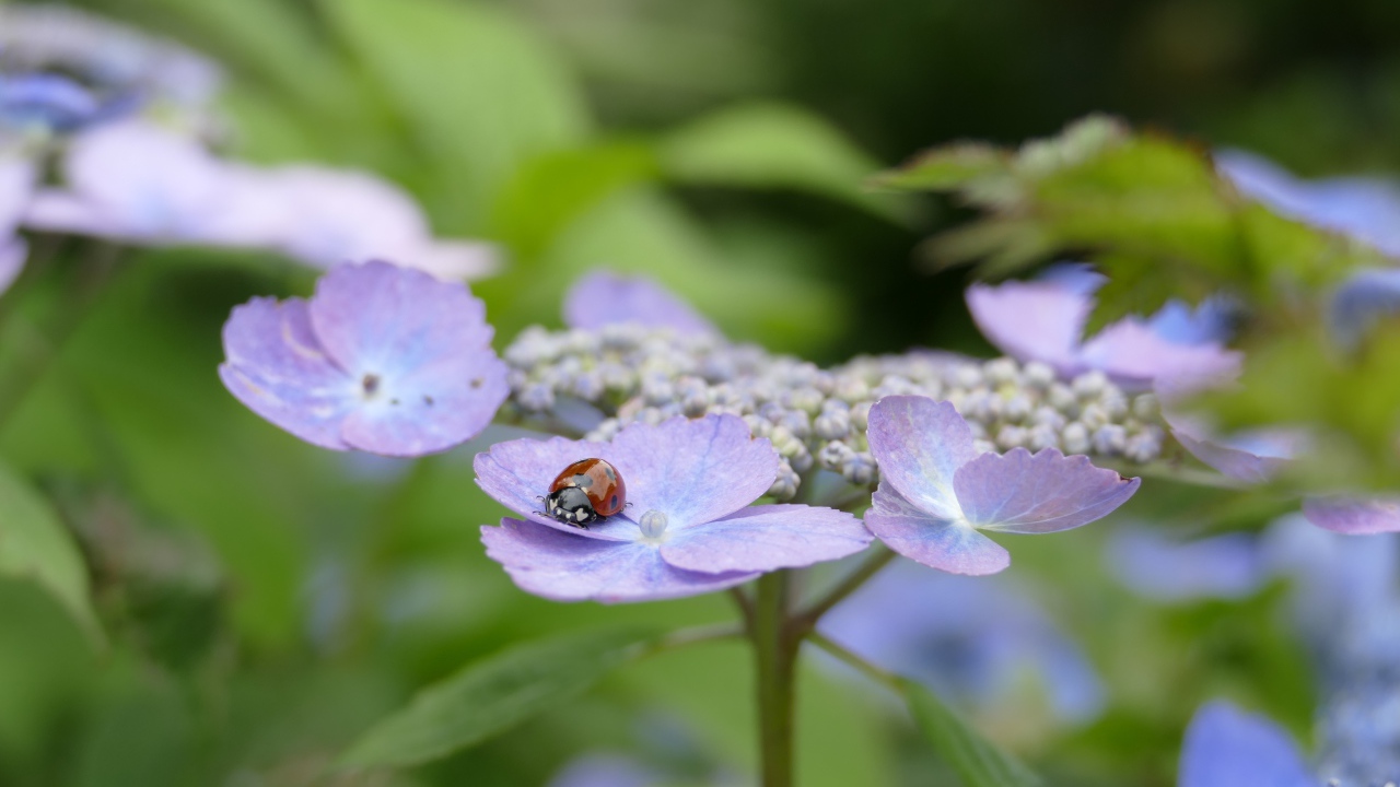 Сиреневые цветы гортензии с божьей коровкой 