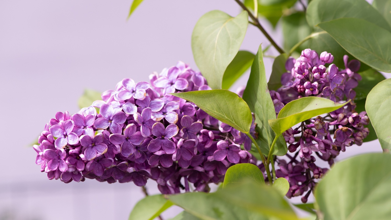 Сиреневые цветы сирени в зеленых листьях крупным планом