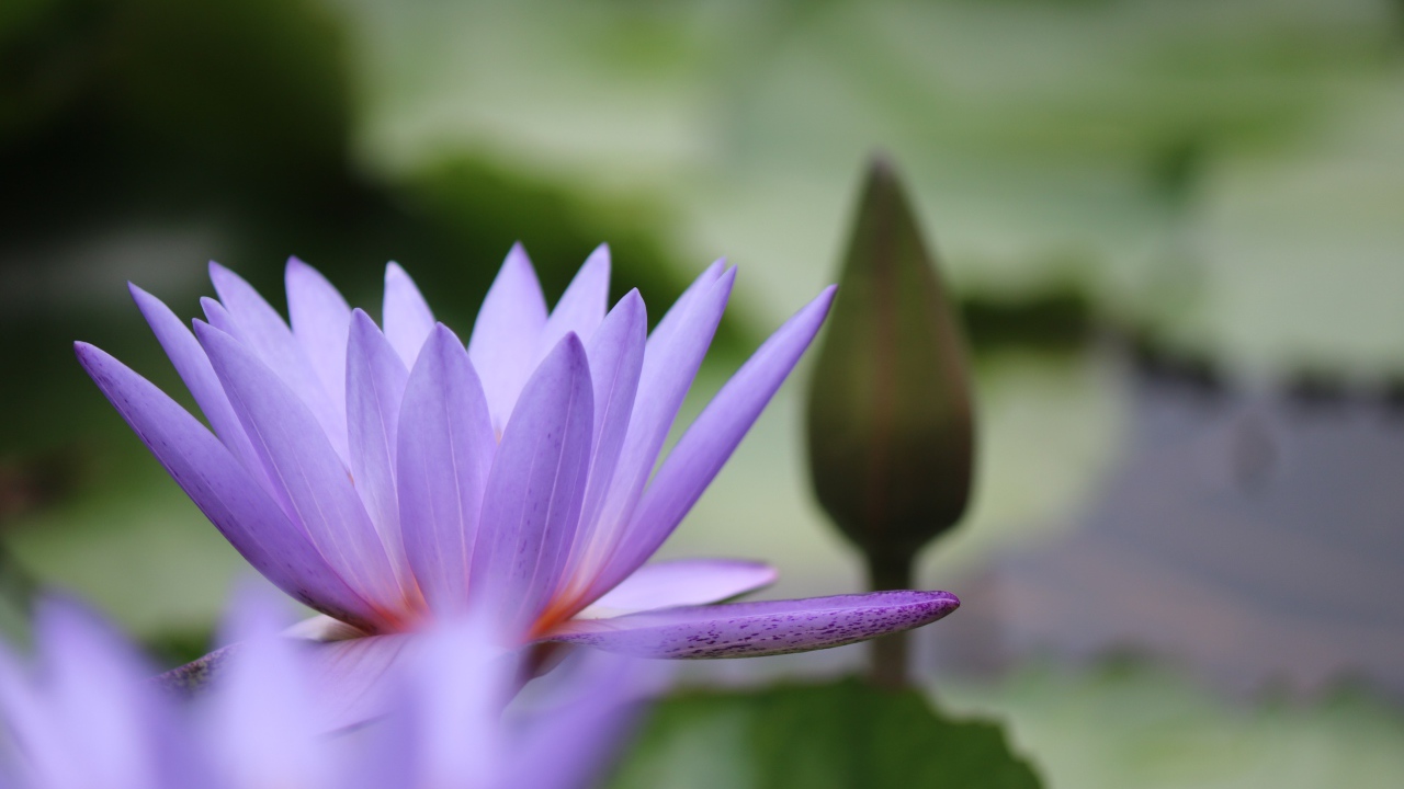 Сиреневый цветок лотоса с бутоном в воде