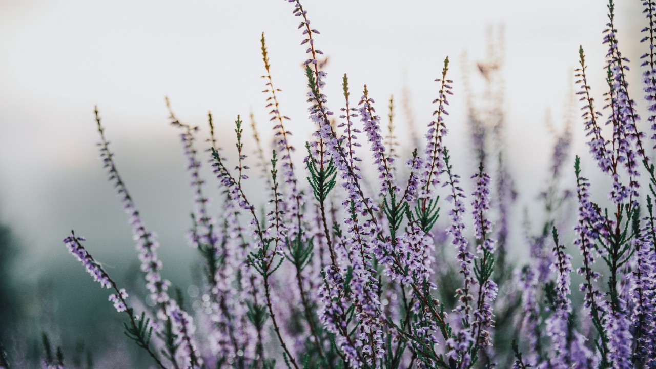 Сиреневые полевые цветы крупным планом