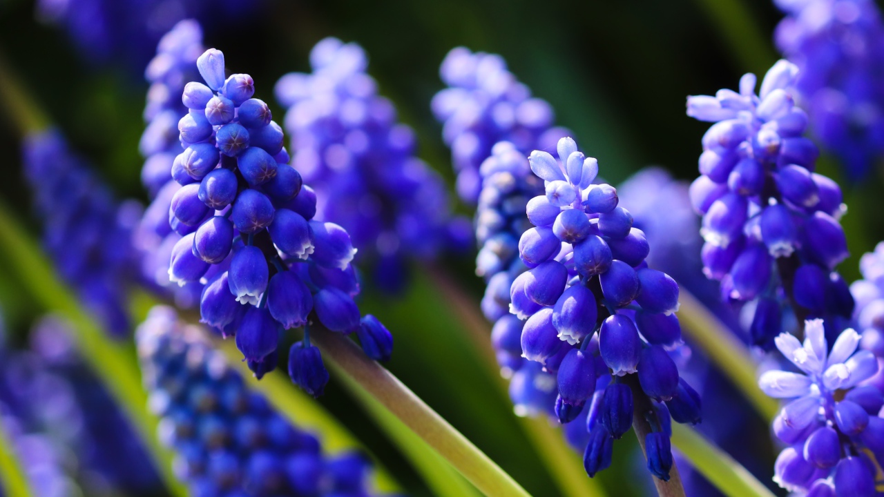 Маленькие синие цветы мускари в лучах солнца