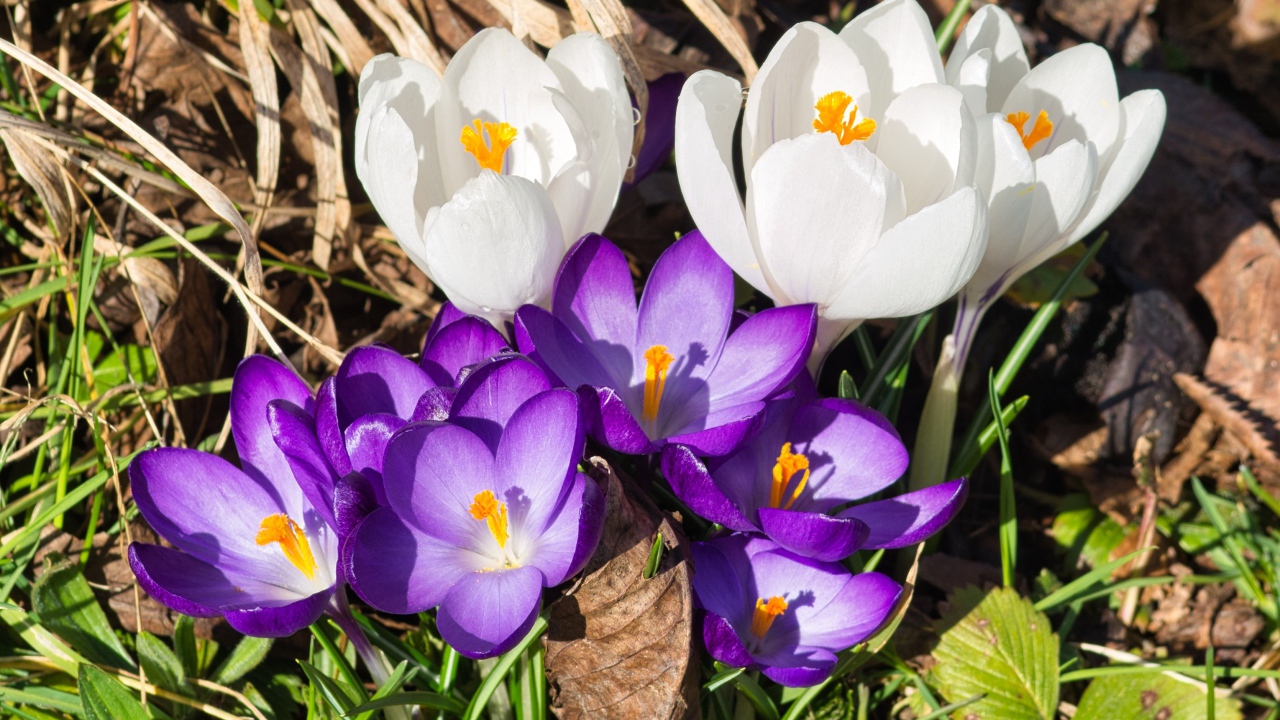 Маленькие сиреневые и белые крокусы в траве 