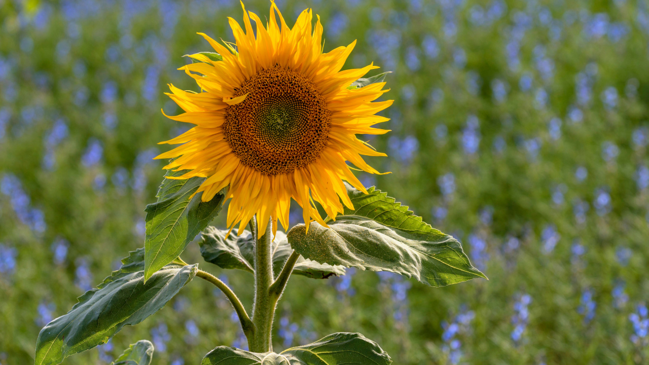 Одинокий подсолнух на поле с голубыми цветами
