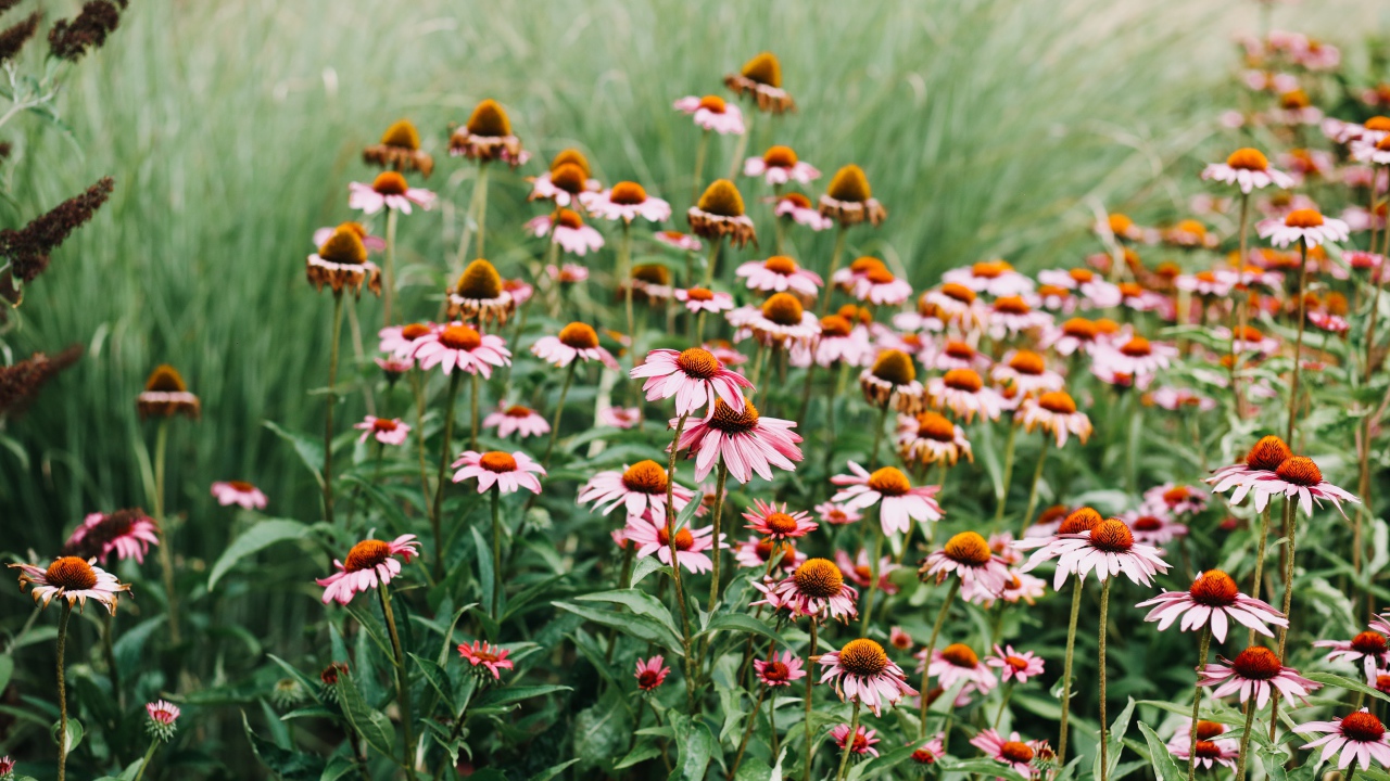 Много розовых цветов эхинацеи 