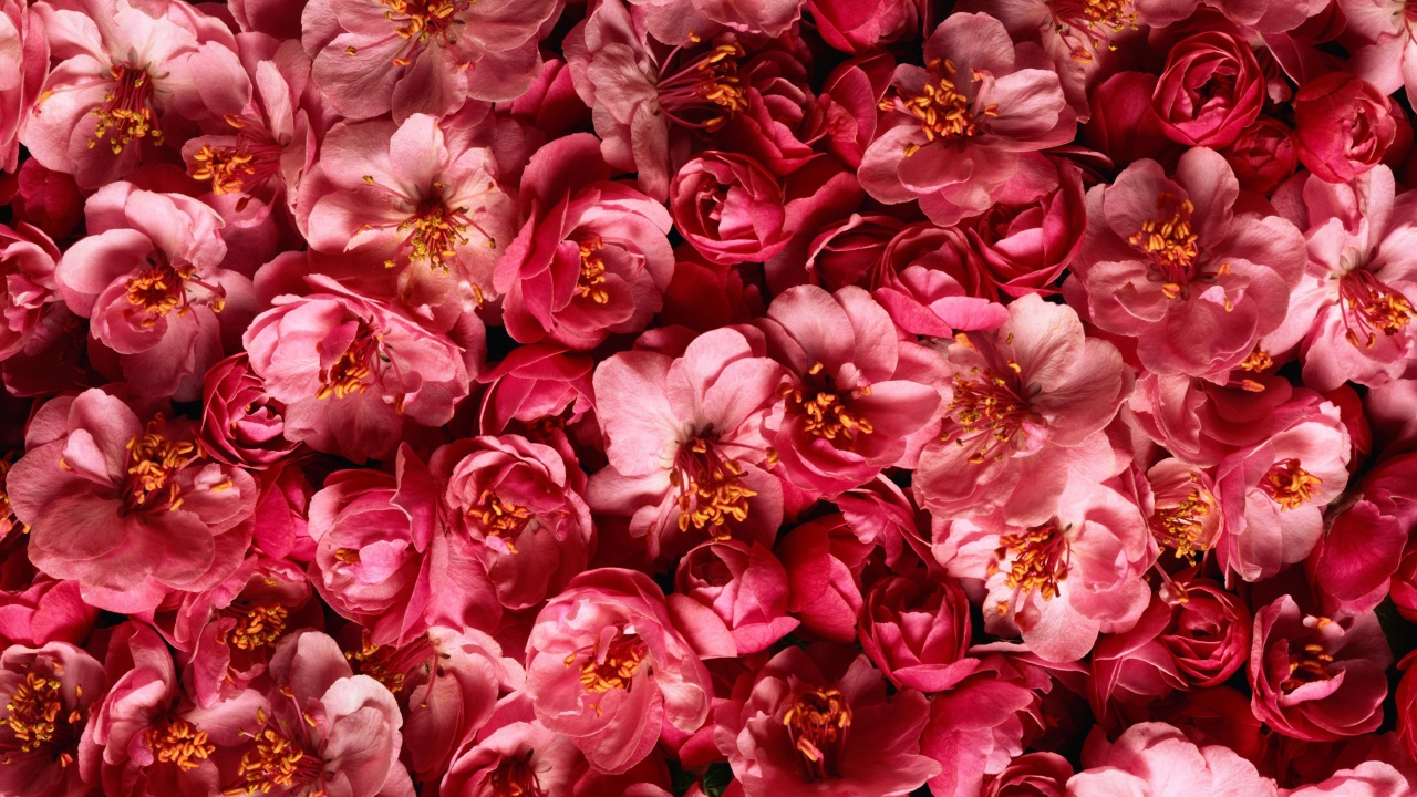 Много розовых цветов крупным планом 