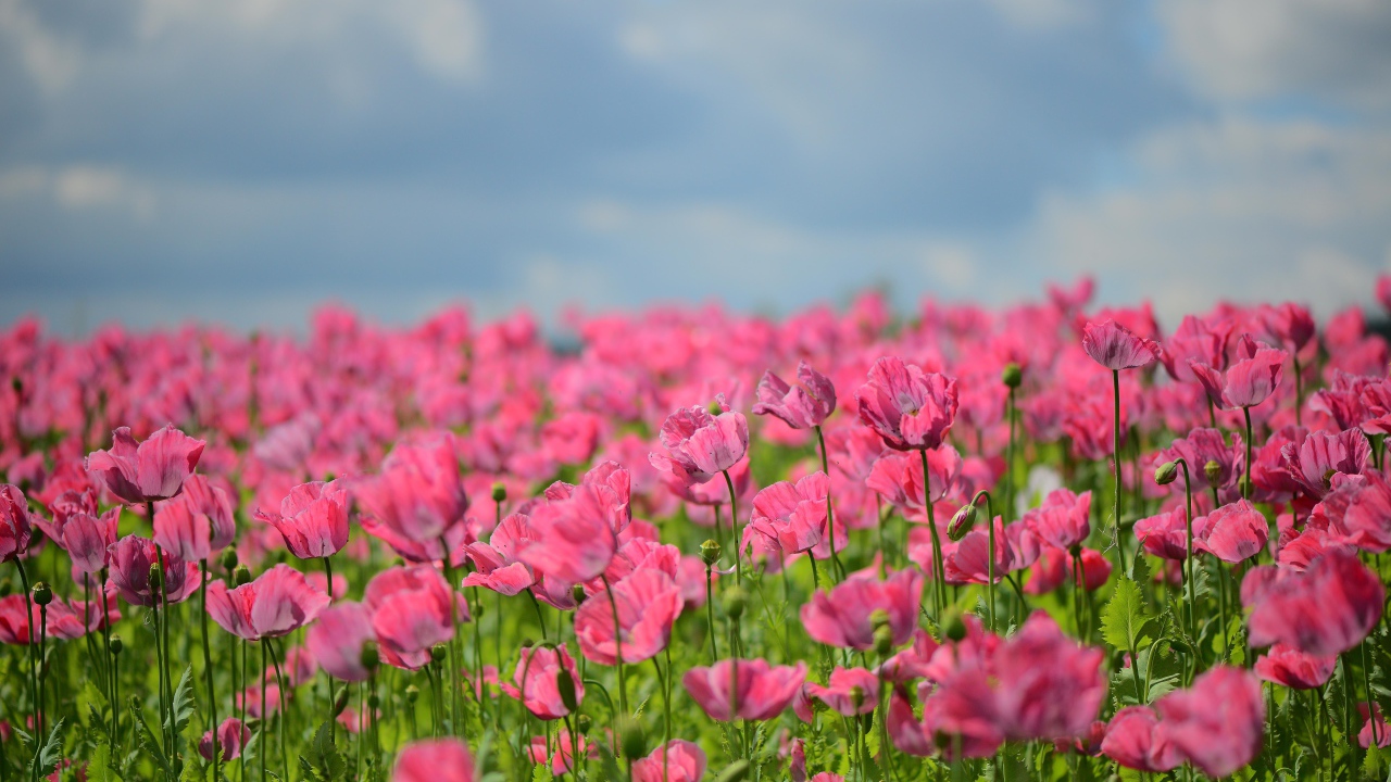 Много красивых розовых маков на поле