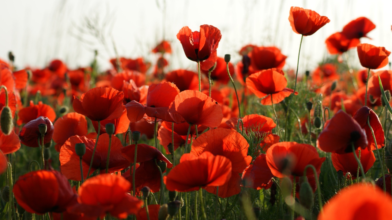 Много красивых красных полевых маков 