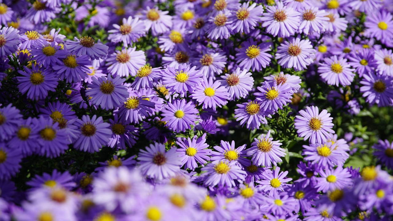 Много сиреневых цветов сентябринки в лучах солнца