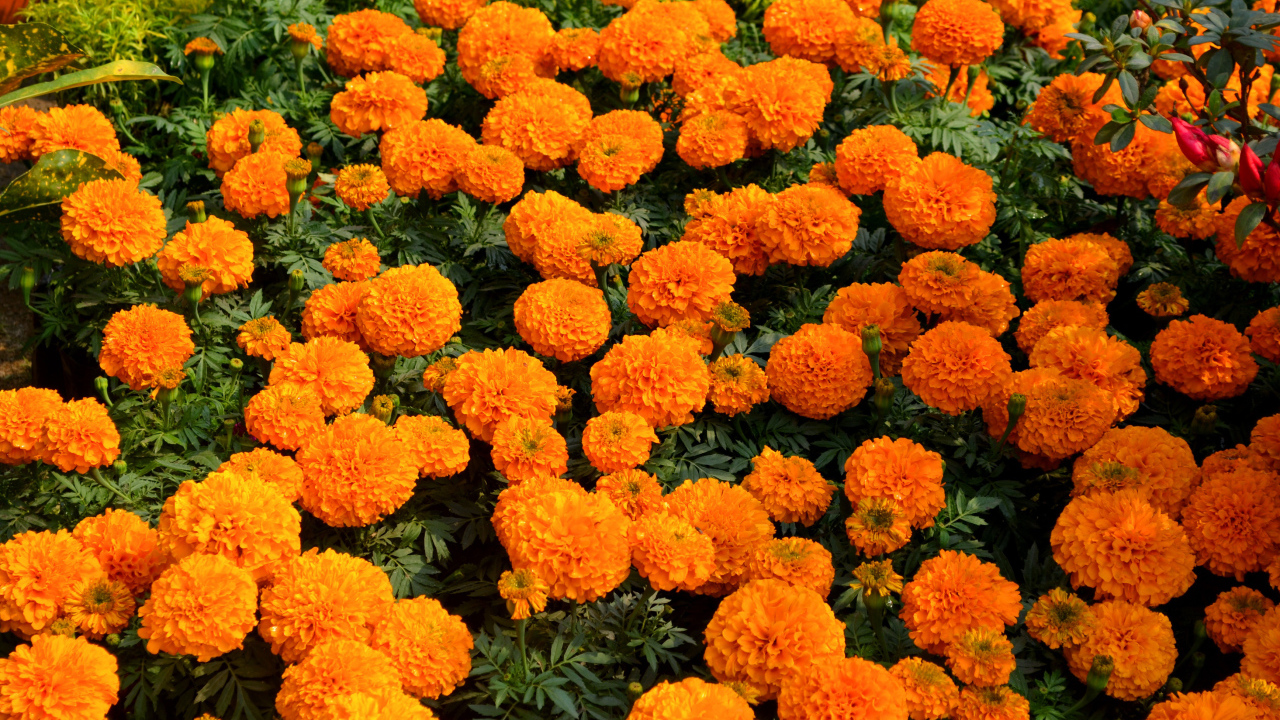 Много оранжевых цветов бархатцев крупным планом