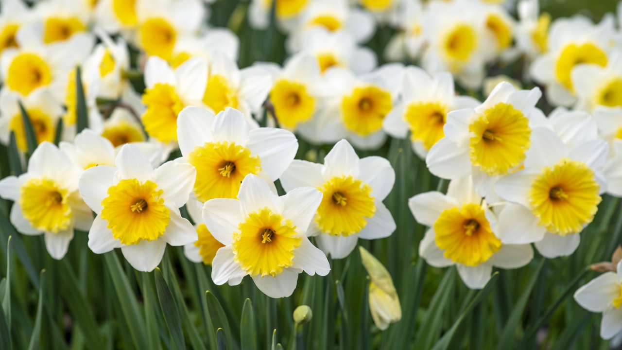 Много белых нарциссов с желтой серединкой на клумбе весной