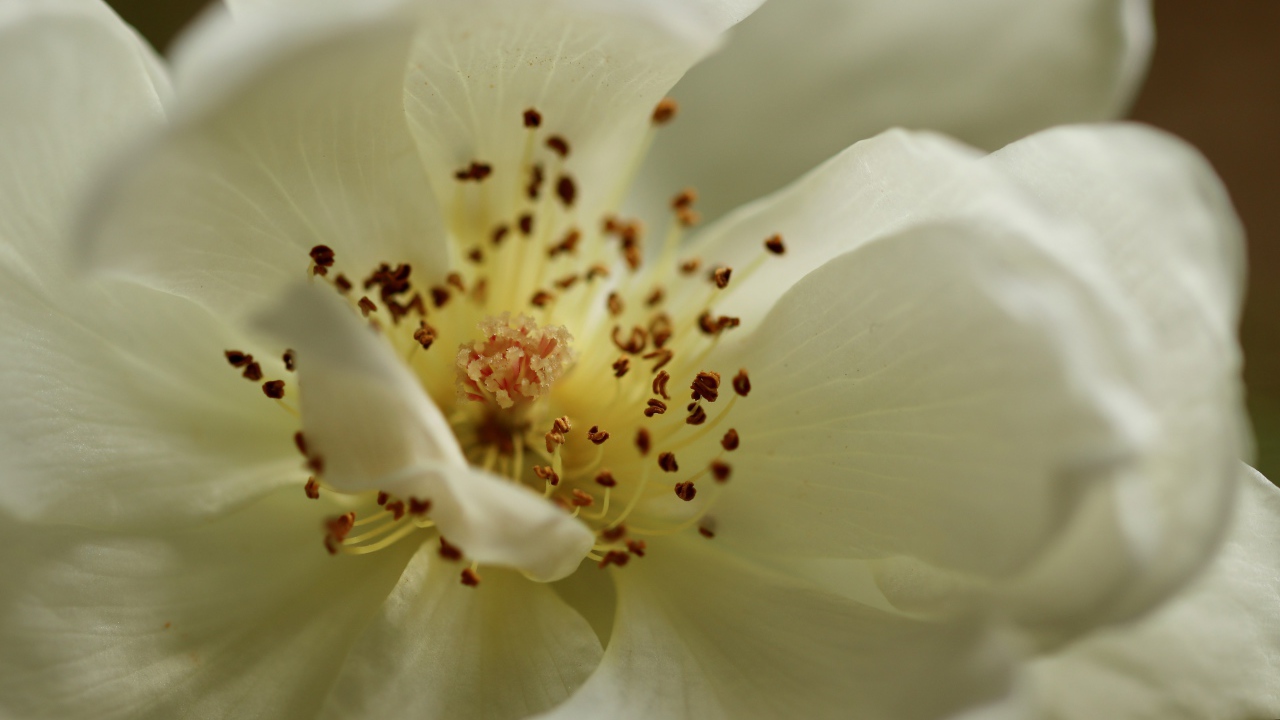 Серединка белого цветка крупным планом 