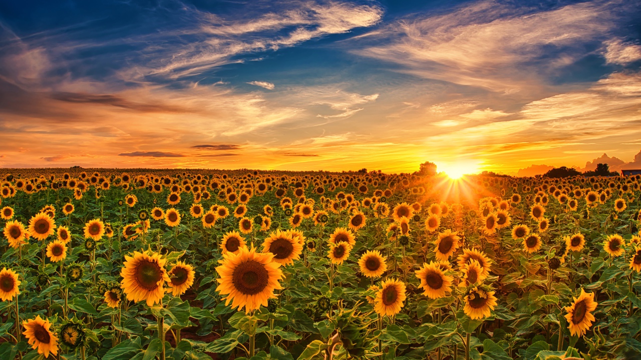 Больше поле с цветущими подсолнухами на закате солнца