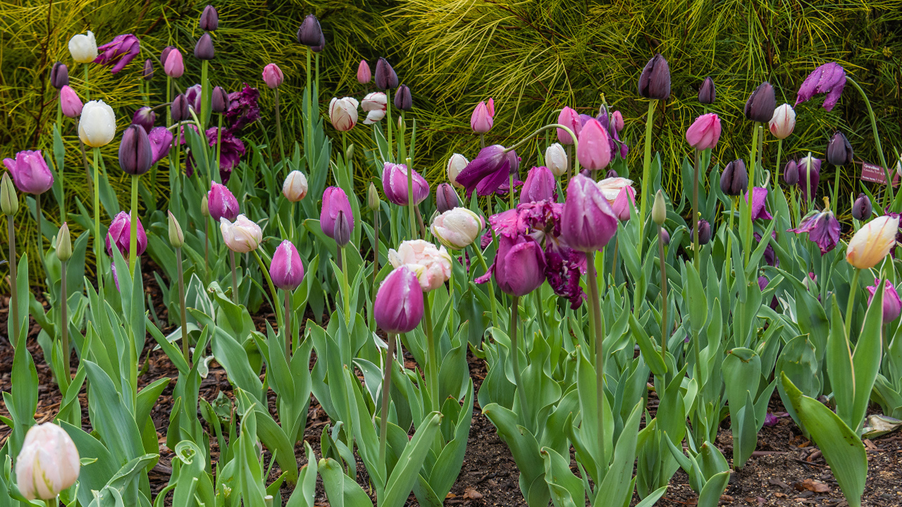 Разноцветные тюльпаны на клумбе 
