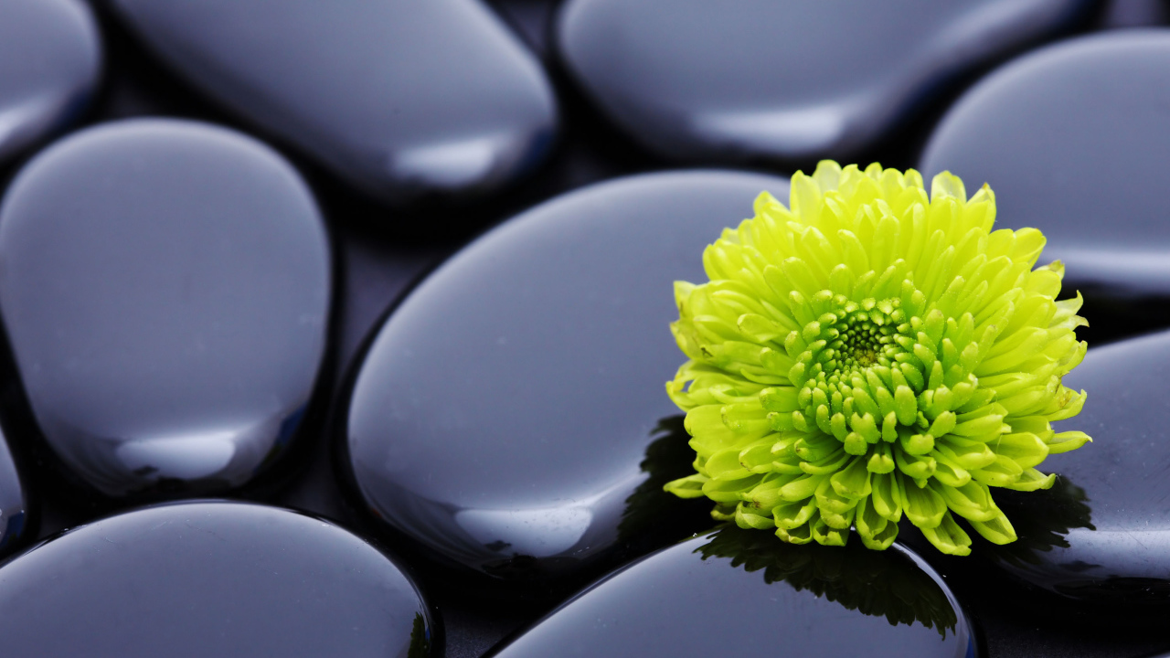 Оранжевый цветок хризантемы на черных камнях 