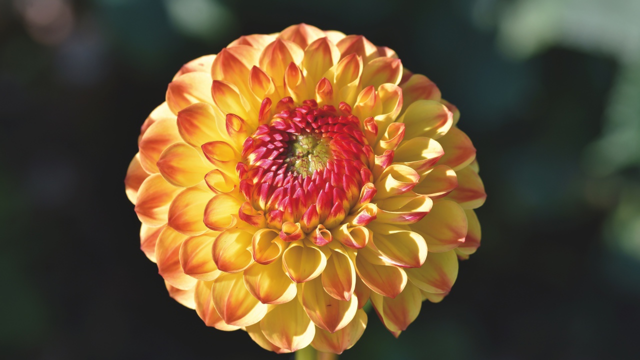 Оранжевый красивый цветок георгины крупным планом