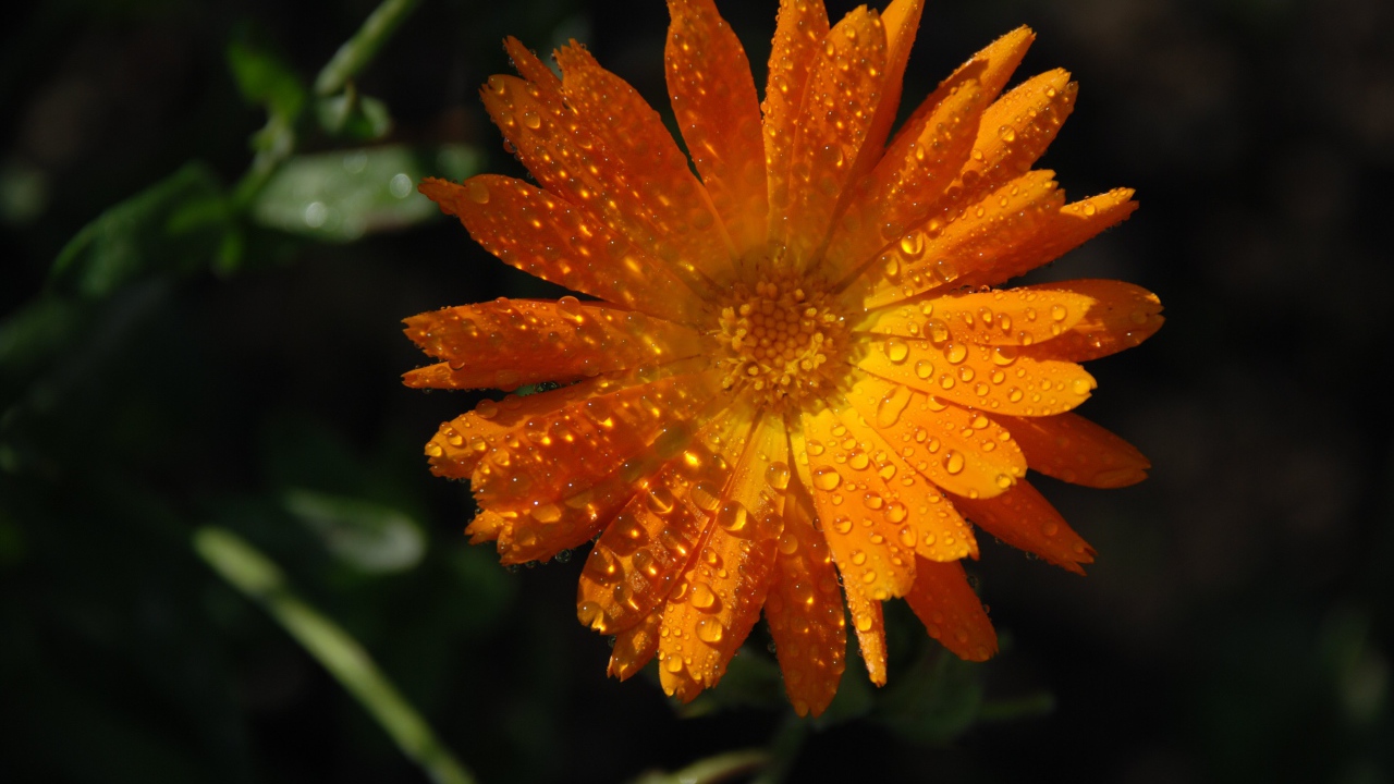 Оранжевый цветок календула в каплях росы