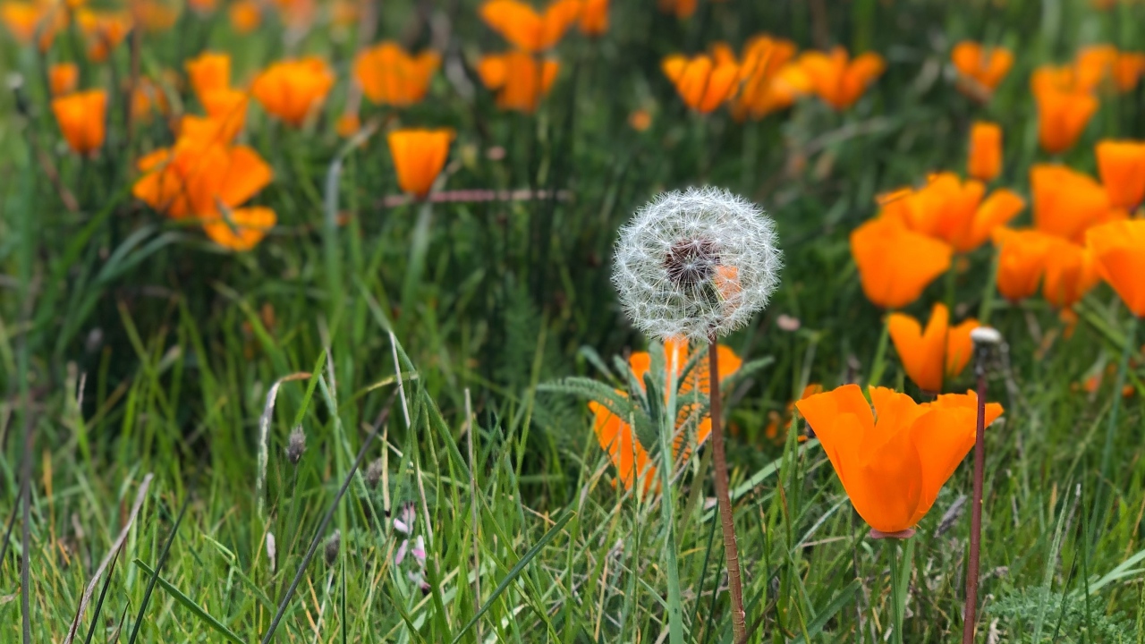 Оранжевые цветы эшшольции с белым одуванчиком