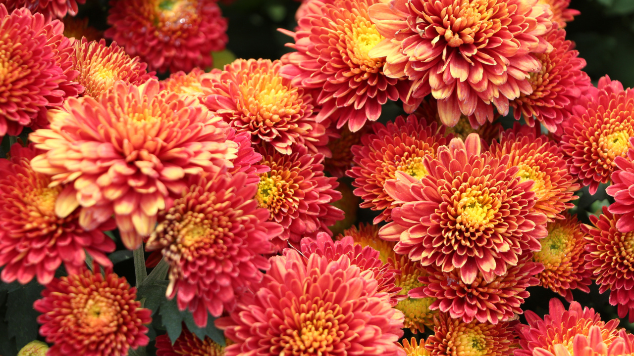 Оранжевые пушистые хризантемы крупным планом