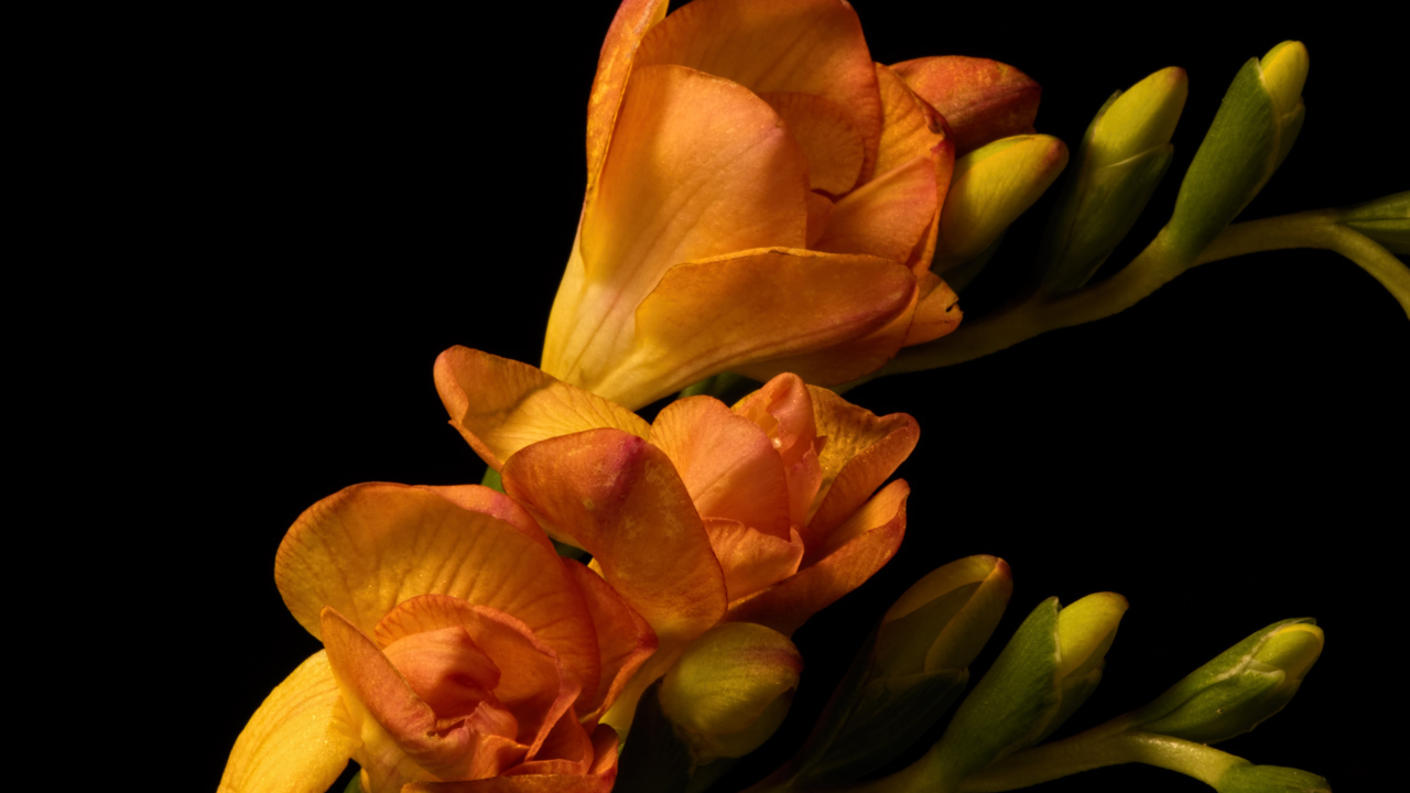 Оранжевые цветы Фрезия с бутонами на черном фоне