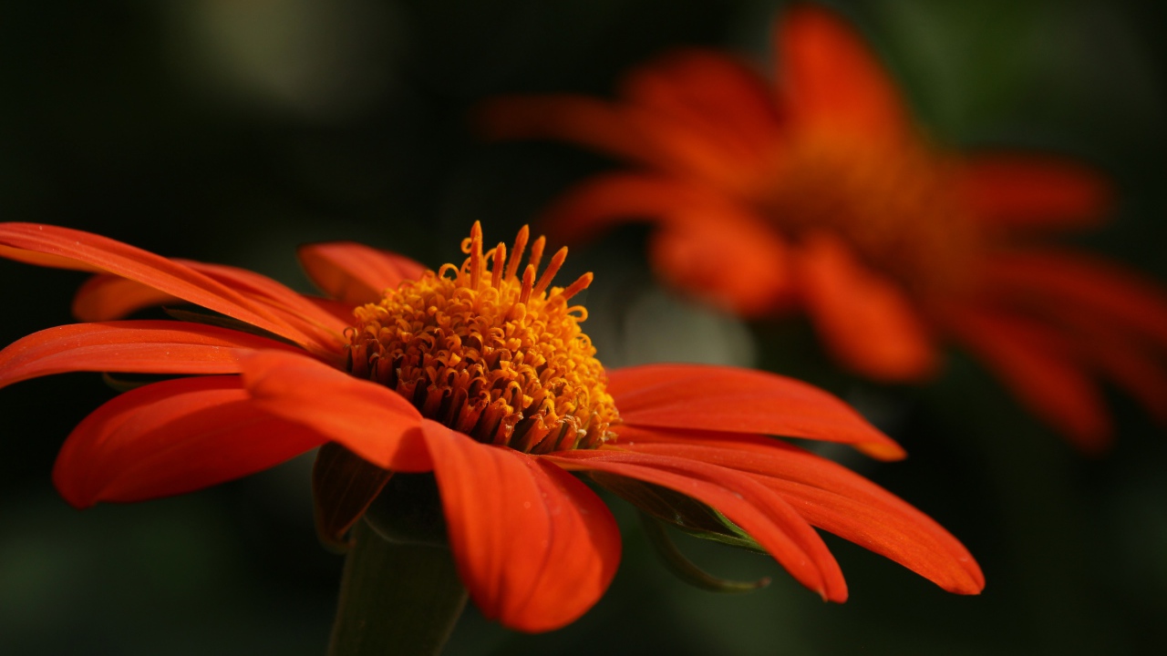 Оранжевый цветок цинния крупным планом