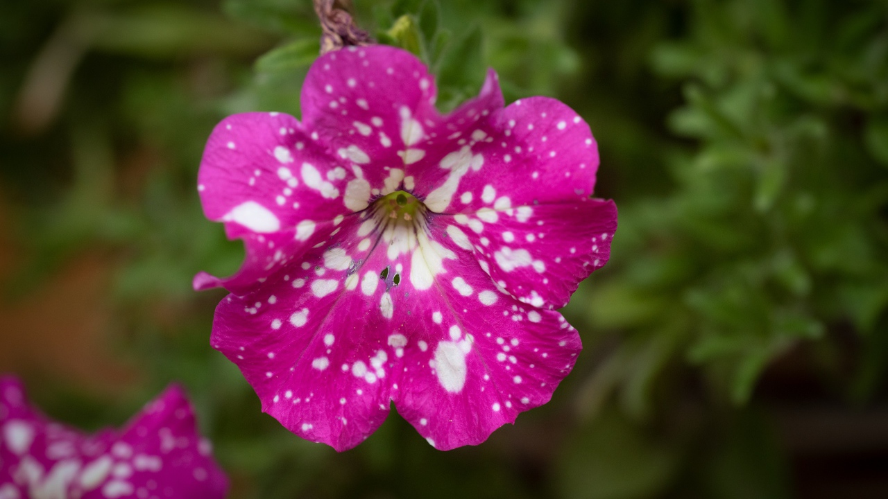 Розовый с белыми пятнами цветок садовой петунии 