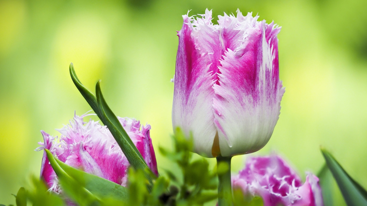 Розовый с белым тюльпан с волнистыми лепестками крупным планом