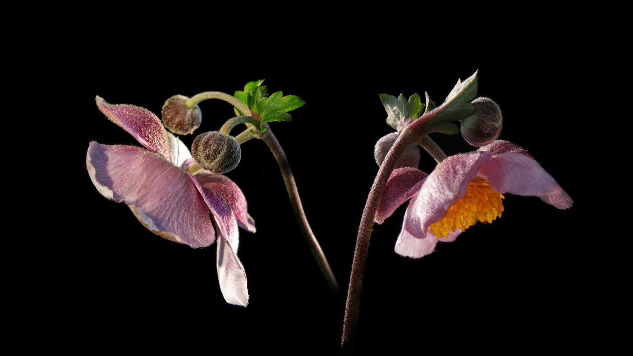 Розовые цветы анемоны с бутонами на черном фоне