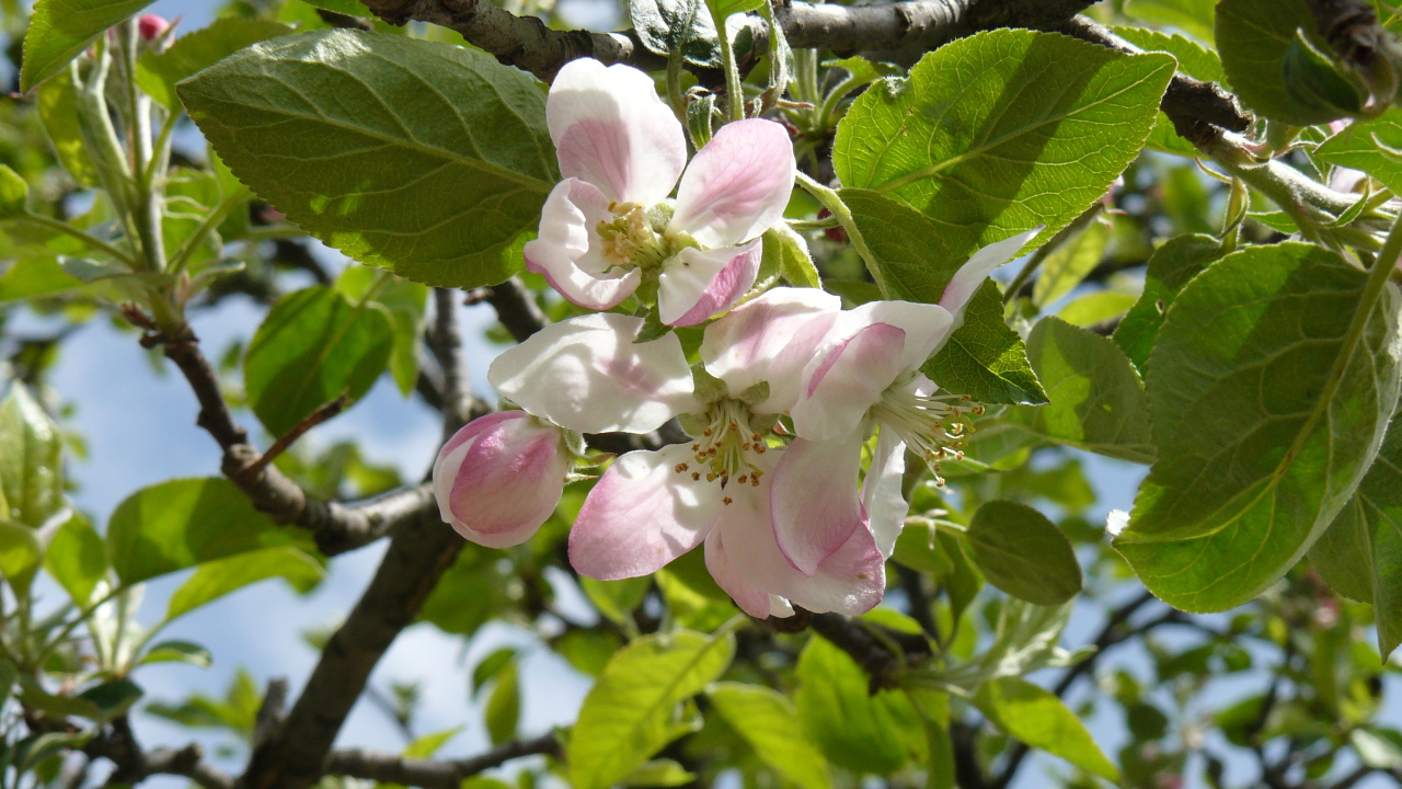 Розовые цветы яблони в зеленых листьях на дереве 