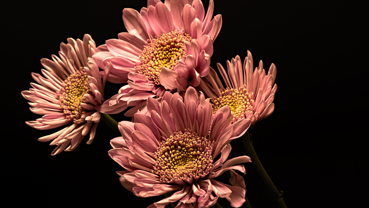 Розовые красивые хризантемы на черном фоне