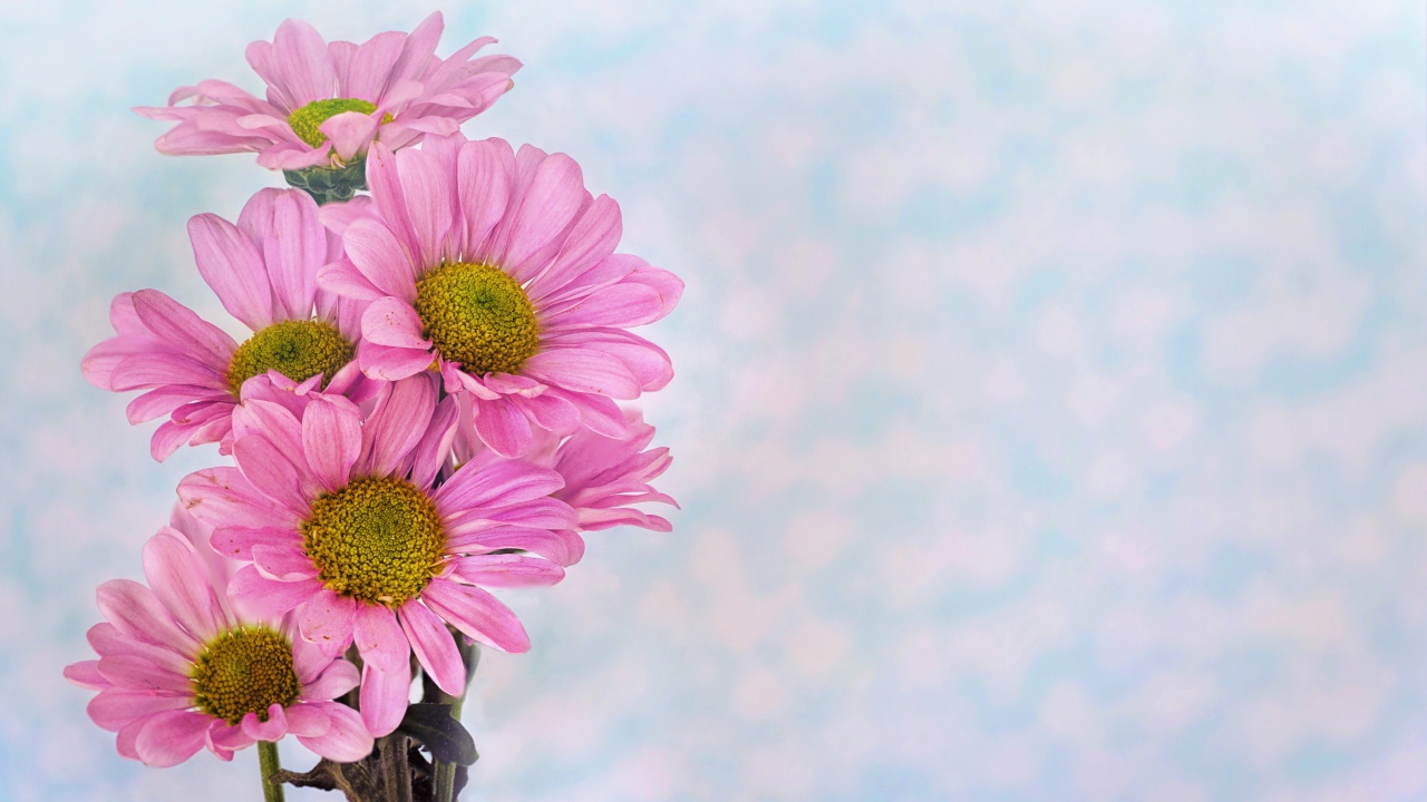 Розовые ромашковидные хризантемы на голубом фоне