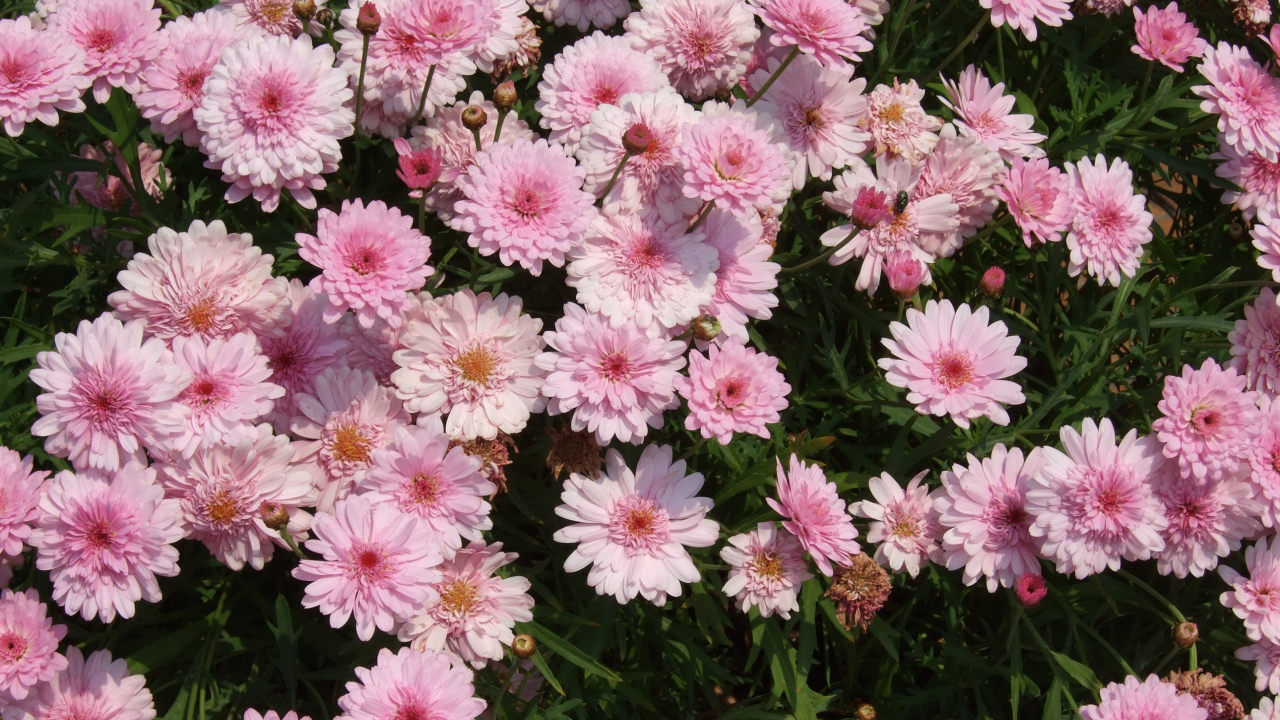 Розовые цветы хризантемы на клумбе крупным планом