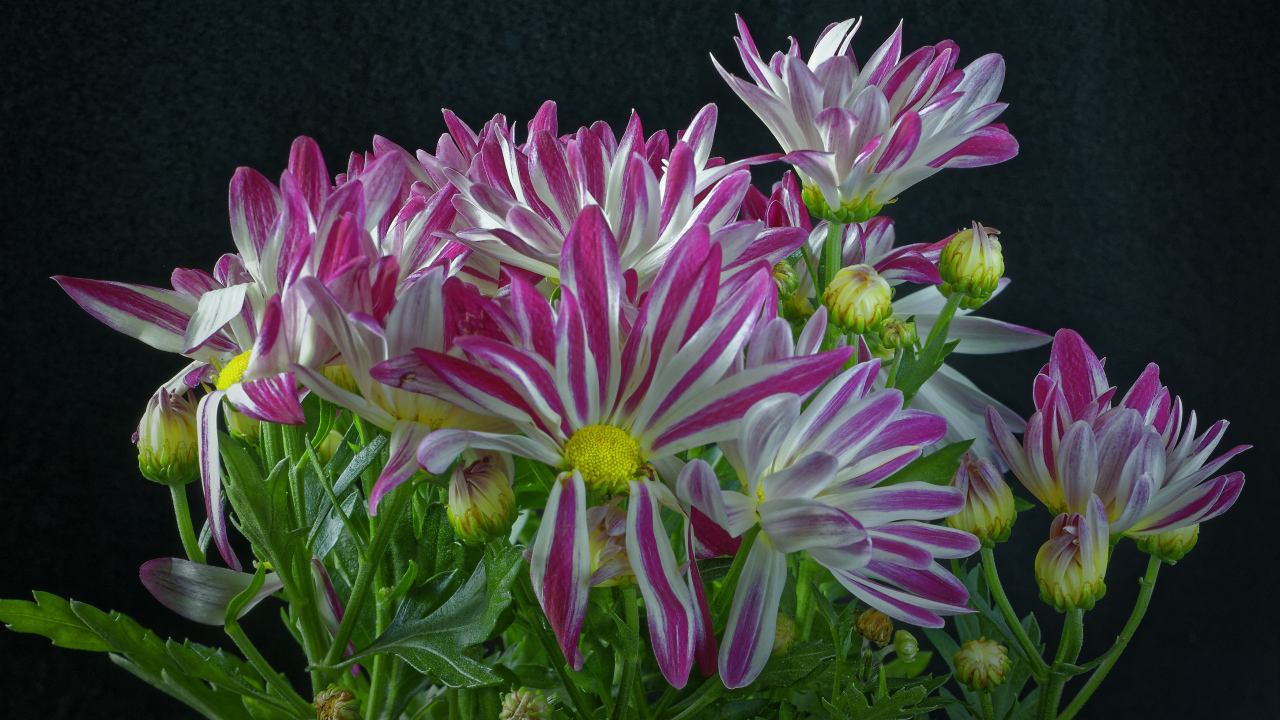 Розовые цветы хризантем с зелеными листьями на черном фоне