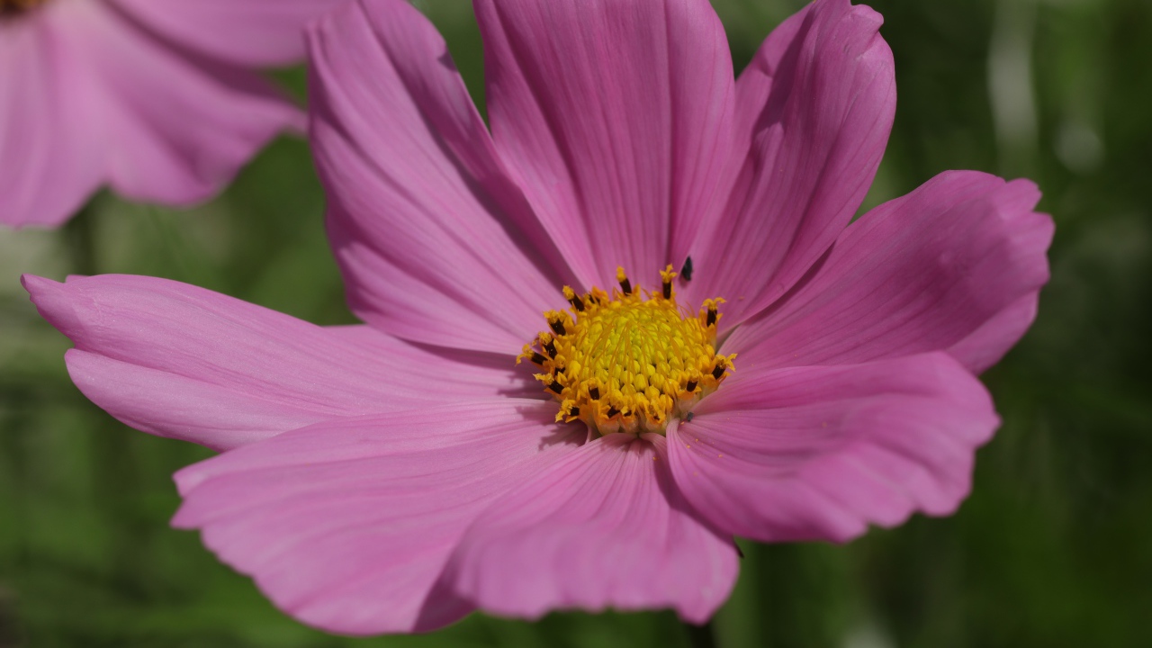 Розовый цветок космеи крупным планом