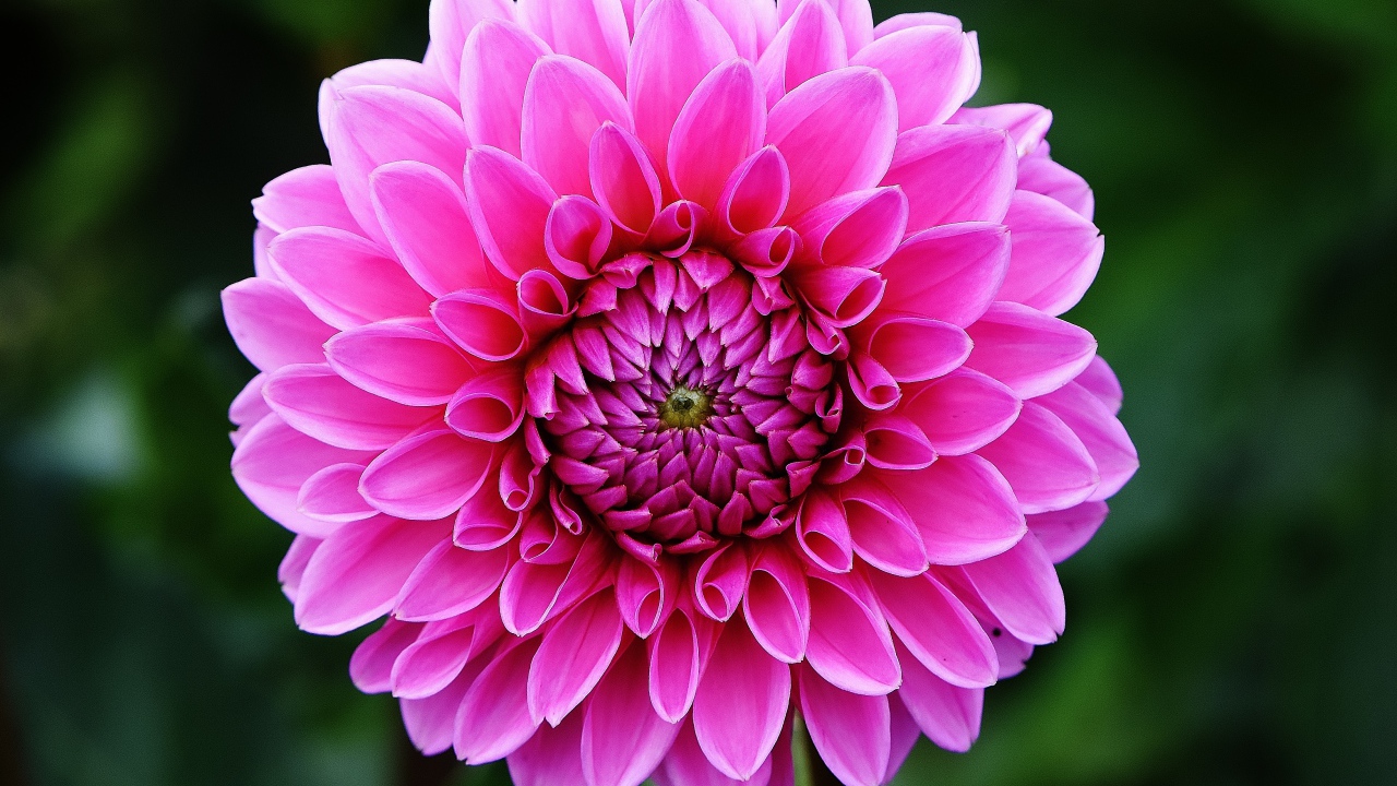 Розовый цветок георгины крупным планом