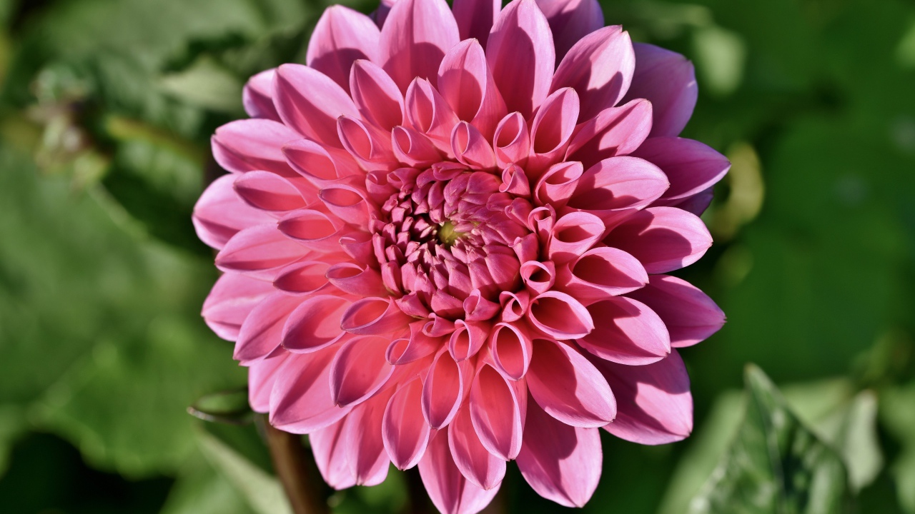 Розовый цветок георгины в лучах солнца на клумбе