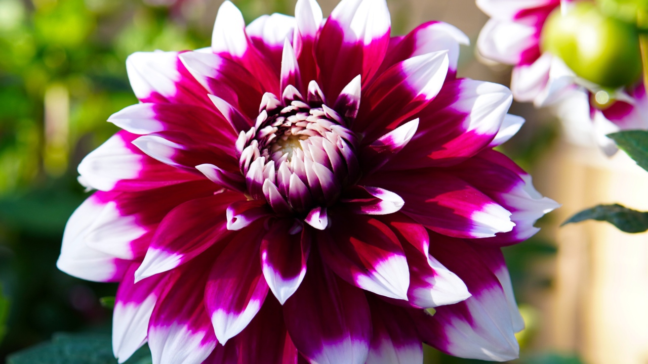 Розовая георгина с белыми лепестками крупным планом