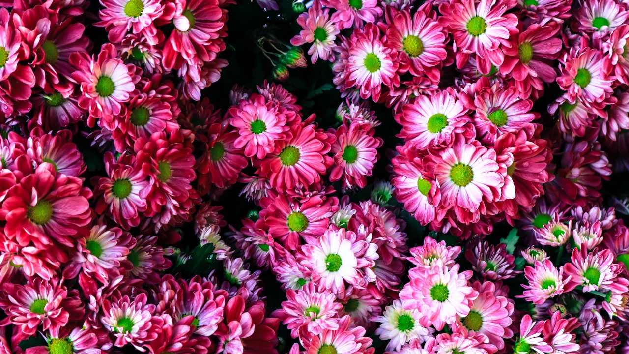 Розовые нежные садовые хризантемы крупным планом