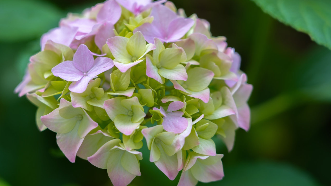 Розовые нежные цветы гортензии в зеленых листьях 