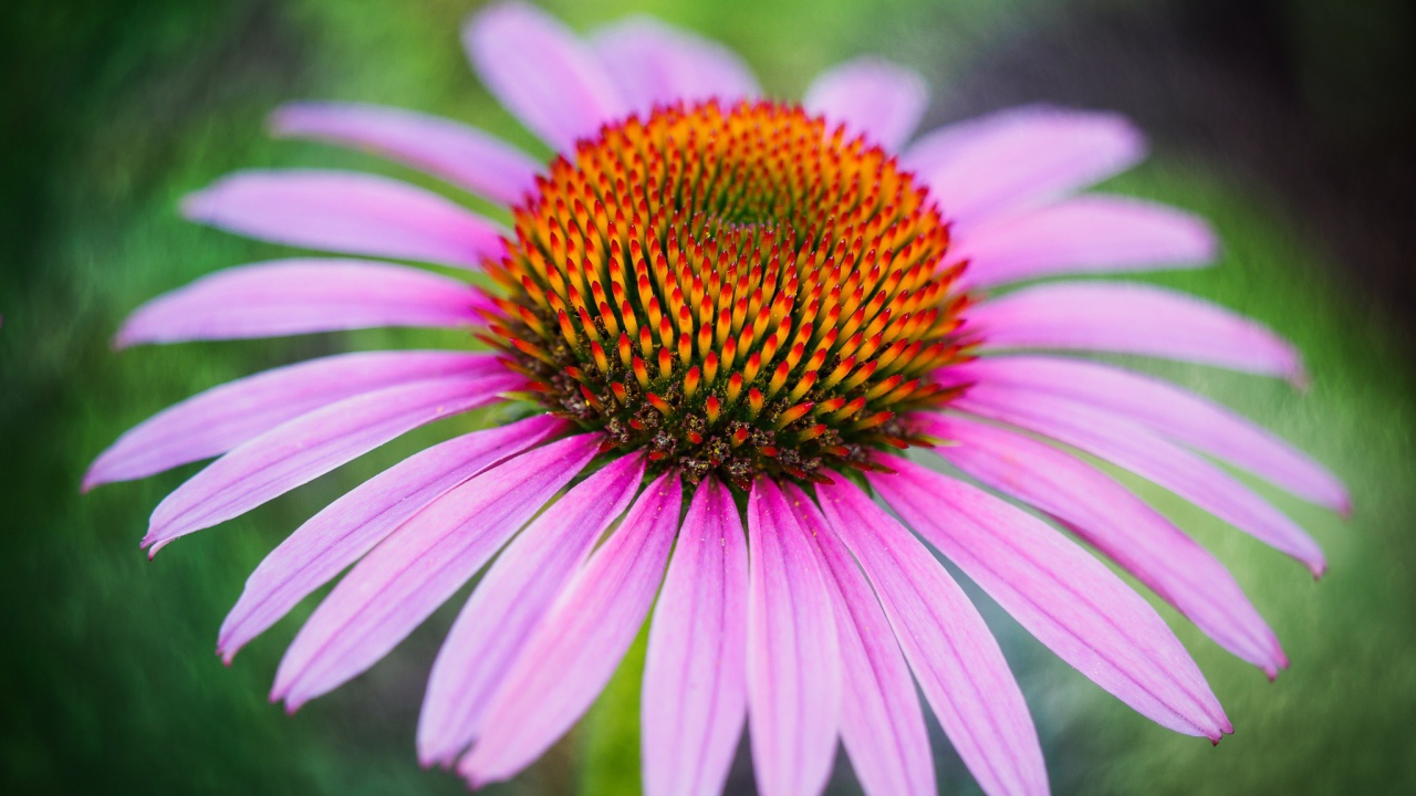 Розовый цветок эхинацеи с оранжевой серединкой