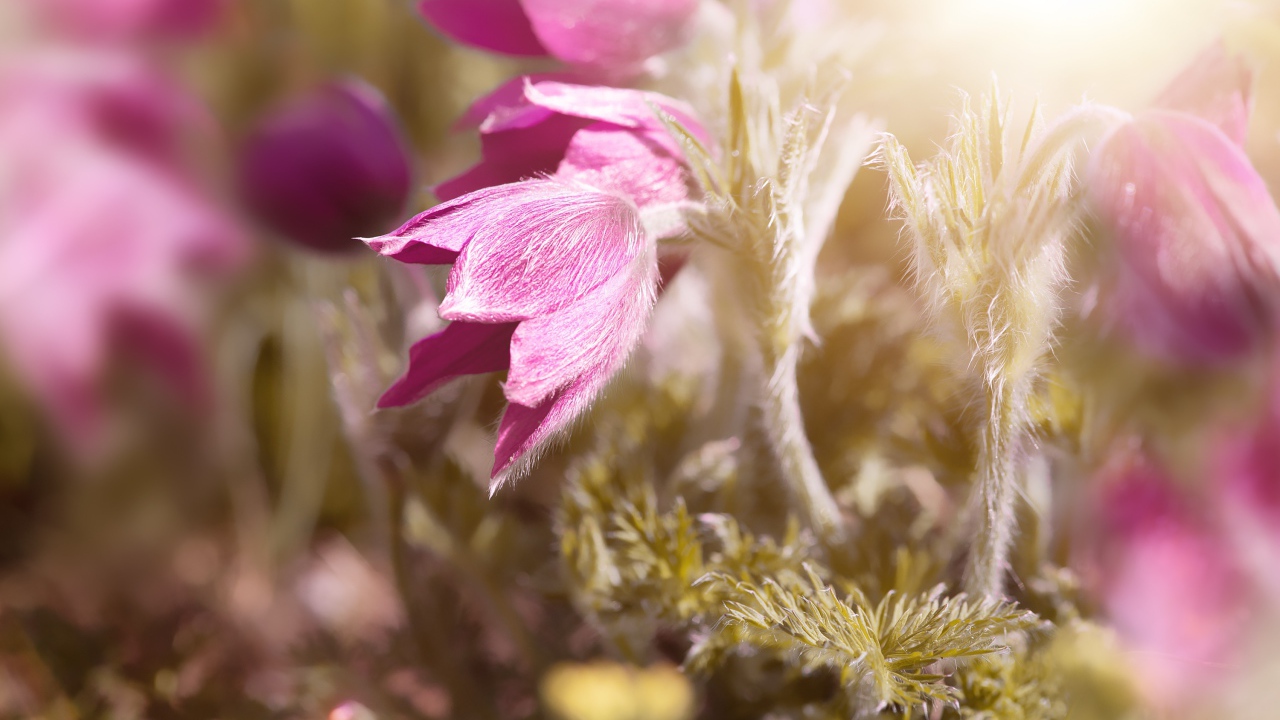 Розовые цветы прострел в поле в лучах солнца