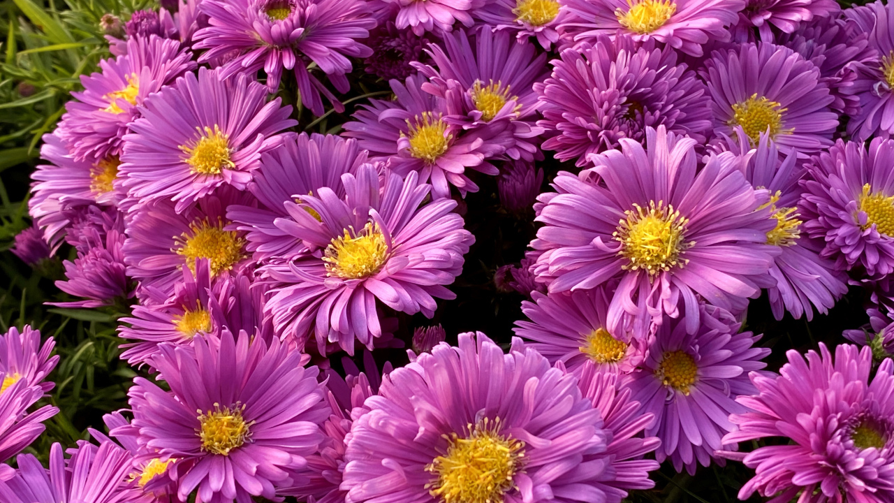 Розовые цветы сентябринки крупным планом