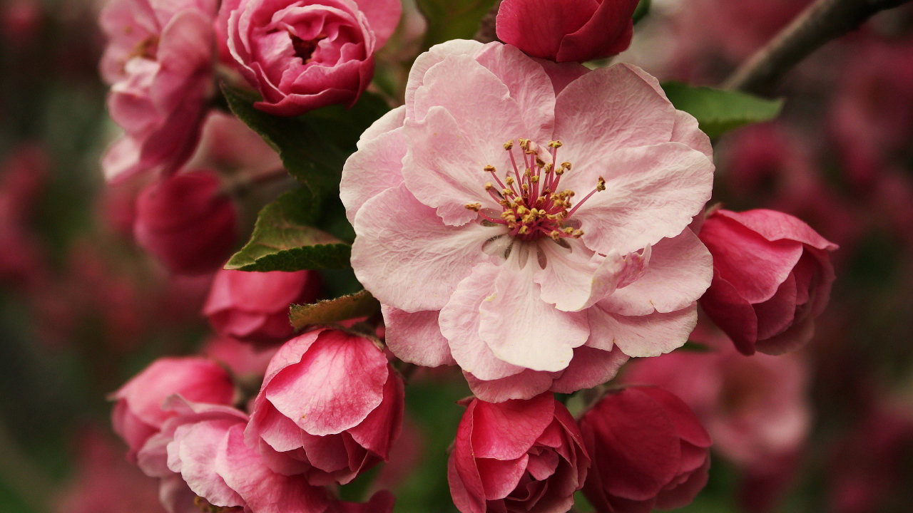 Розовые цветы на ветке дерева крупным планом