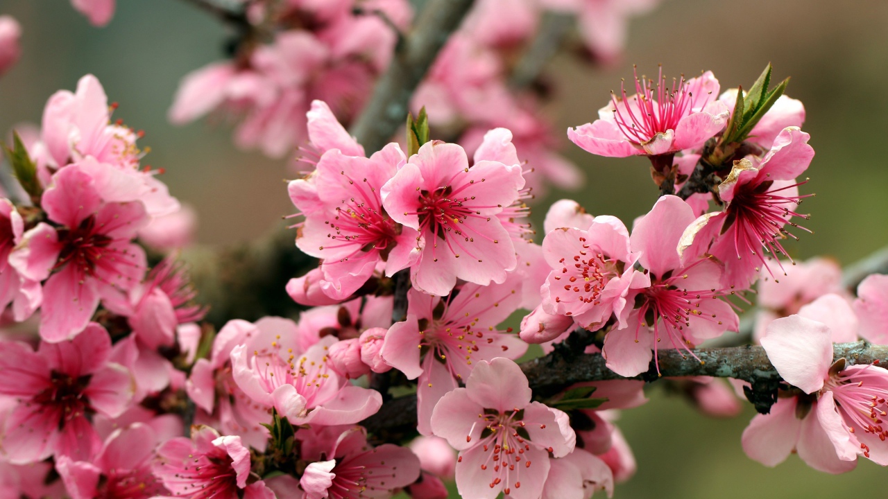 Розовые цветы на ветках дерева 