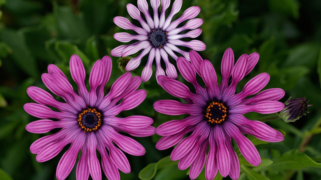 Розовые цветы остеоспермум крупным планом 