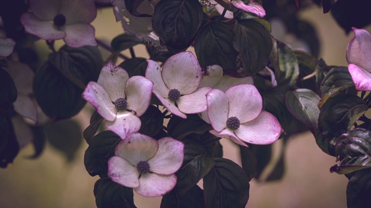 Розовые цветы с зелеными листьями на дереве 