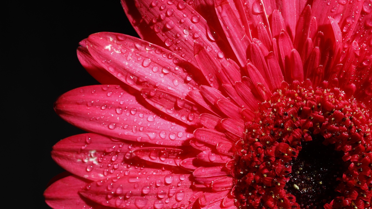 Розовый цветок герберы в каплях росы на черном фоне