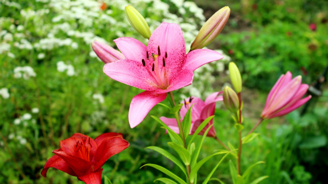 Розовые лилии с бутонами на клумбе